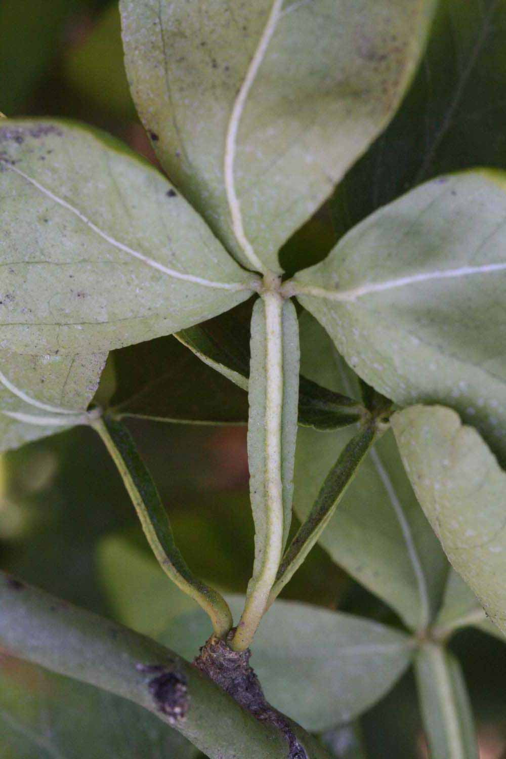              Petiole (Riverside, CA)       